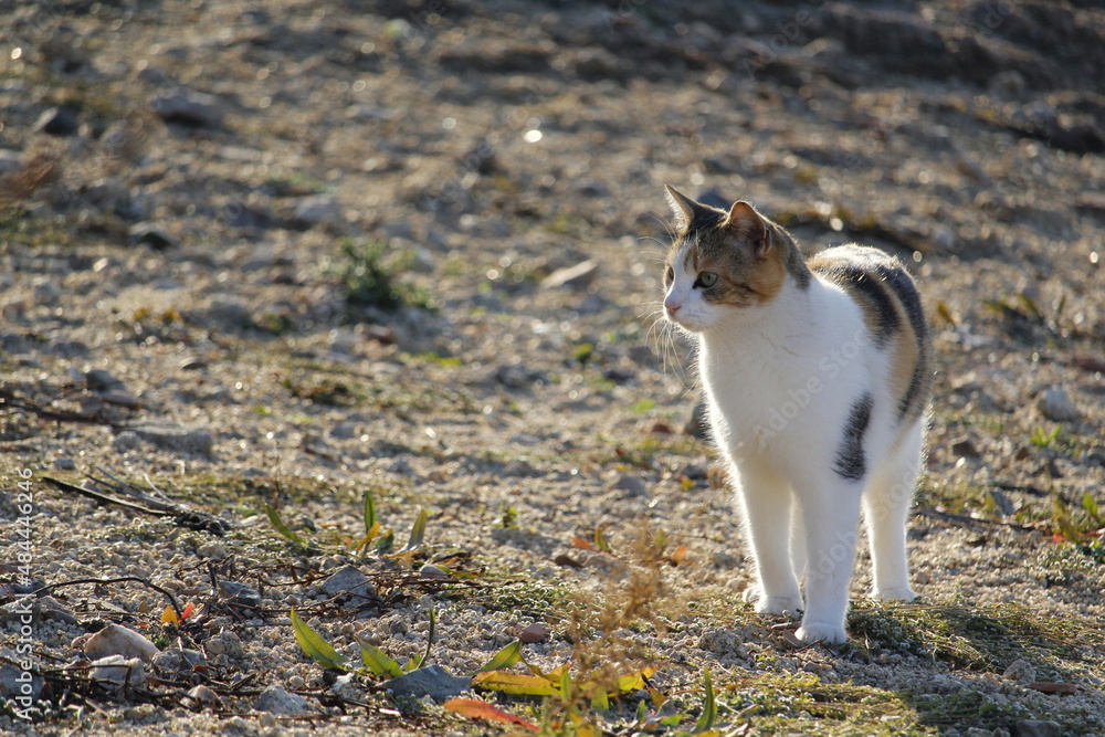 Portrait of cat in the field