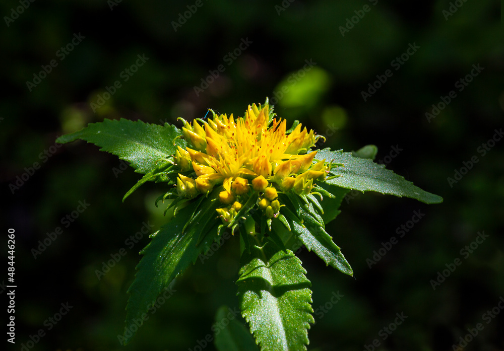 Medicinal plant Golden root, Rhodiola rosea.
Crassulaceae family. Rhodiola rosea in the form of tea is used to relieve fatigue, overwork, to increase performance and stamina. Medicinal plant Golden root, Rhodiola rosea.
Crassulaceae family. Rhodiola rosea in the form of tea is used to relieve fatigue, overwork, to increase performance and stamina.