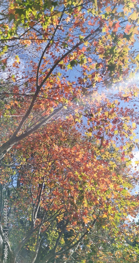 autumn leaves in sunshine