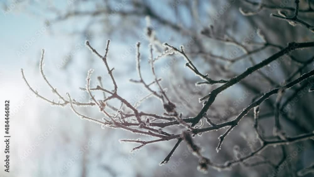 Tree branches frozen on blue sky background. Frost on the branches, severe frost on a winter day. Tree branches frozen on blue sky background. Frost on the branches, severe frost on a winter day.