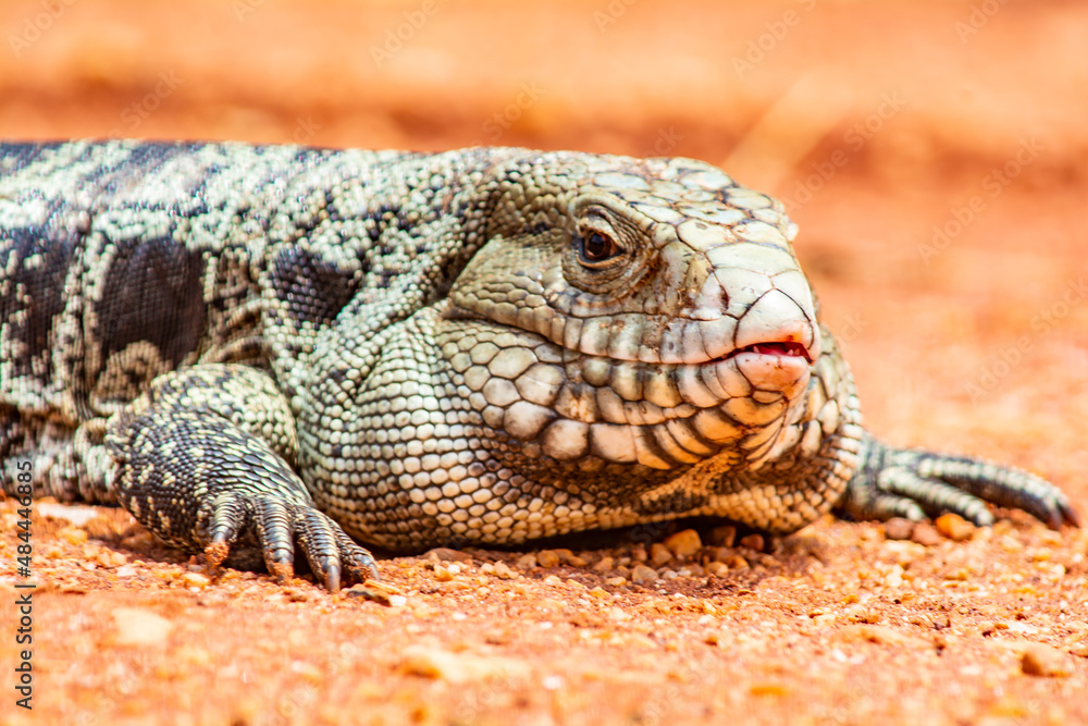 Obraz premium lizard with chunky cheeks