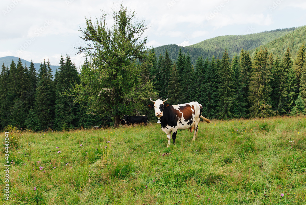A cow with a bell on its neck grazes in the mountains on a pasture and looks at the camera against the backdrop of a coniferous forest and a beautiful mountain landscape. Background. eco farm.