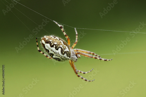 Eichblatt-Radspinne (Aculepeira ceropegia) im Spinnennetz.