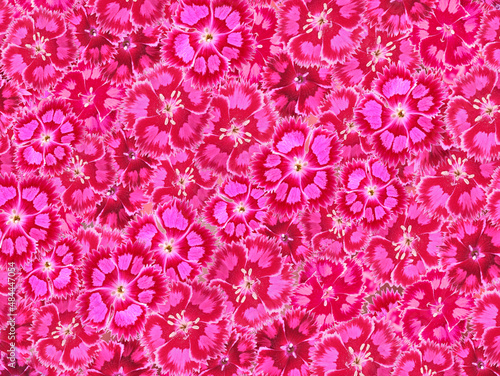 Fototapeta Naklejka Na Ścianę i Meble -  Spangled star flower full frame. Best for Mother's Day, Woman Day or Birthday design. Feminine spring background. 