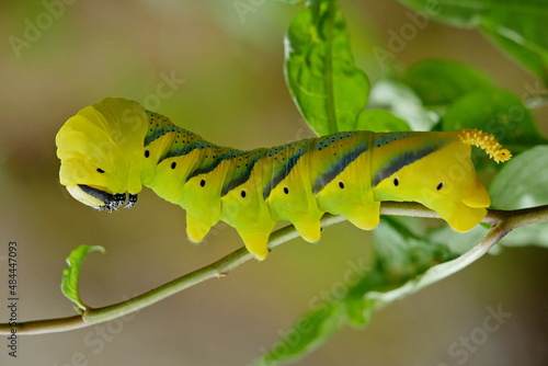Quadro su tela Totenkopfschwärmer Raupe (Acherontia atropos) im Allgäu.