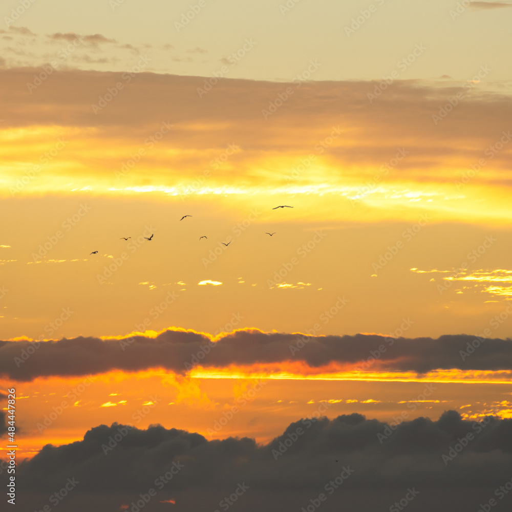 Flock of birds flying on beautifull sunrise