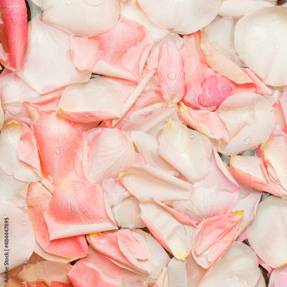 Texture of rose petals floating in water. Texture of rose petals floating in water.