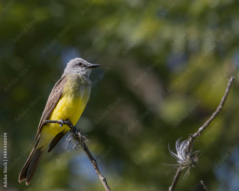 A songbird perched on a tree branch enjoying the morning sun A songbird perched on a tree branch enjoying the morning sun