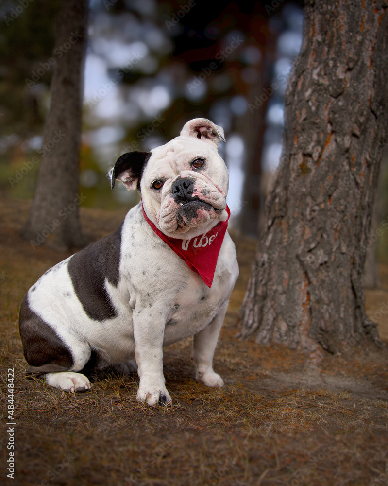 Portrait of a dog, English Bulldog
