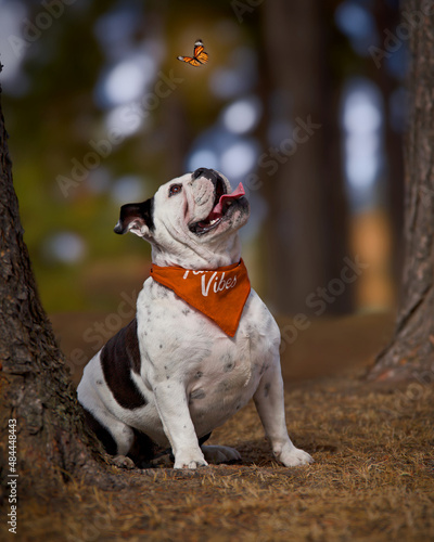 Portrait of a dog, English Bulldog