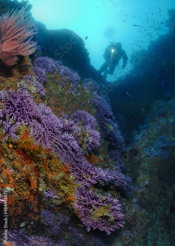 Scuba diver swimming over hydrocoral.