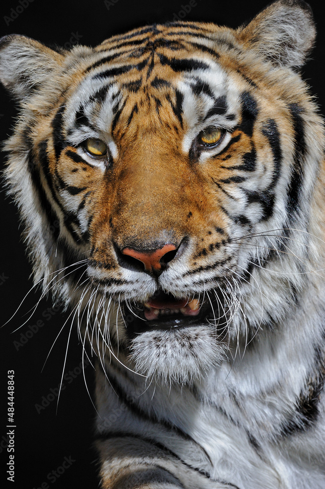 Fototapeta premium Siberian tiger up close.