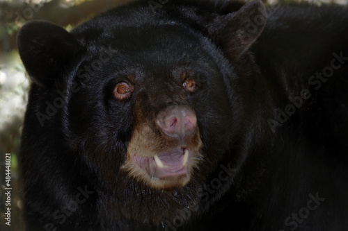  Black bear up close.