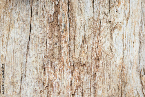 Old tree bark texture background close up