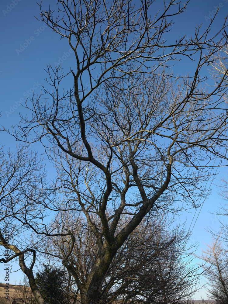 Fototapeta premium Silhouetted Sweet Chestnut tree