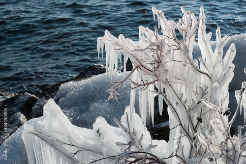 shoreline vegetation coated with ice  photo