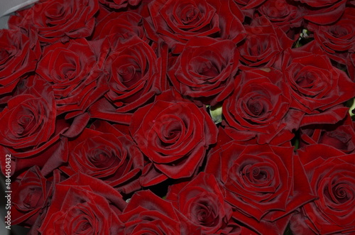 Red roses closeup