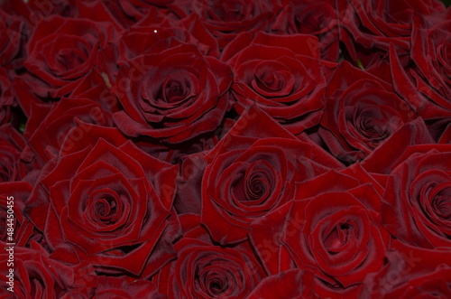 Red roses closeup