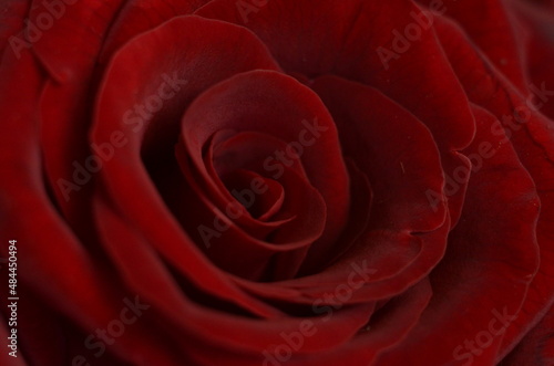 Wallpaper Mural Red rose closeup Torontodigital.ca