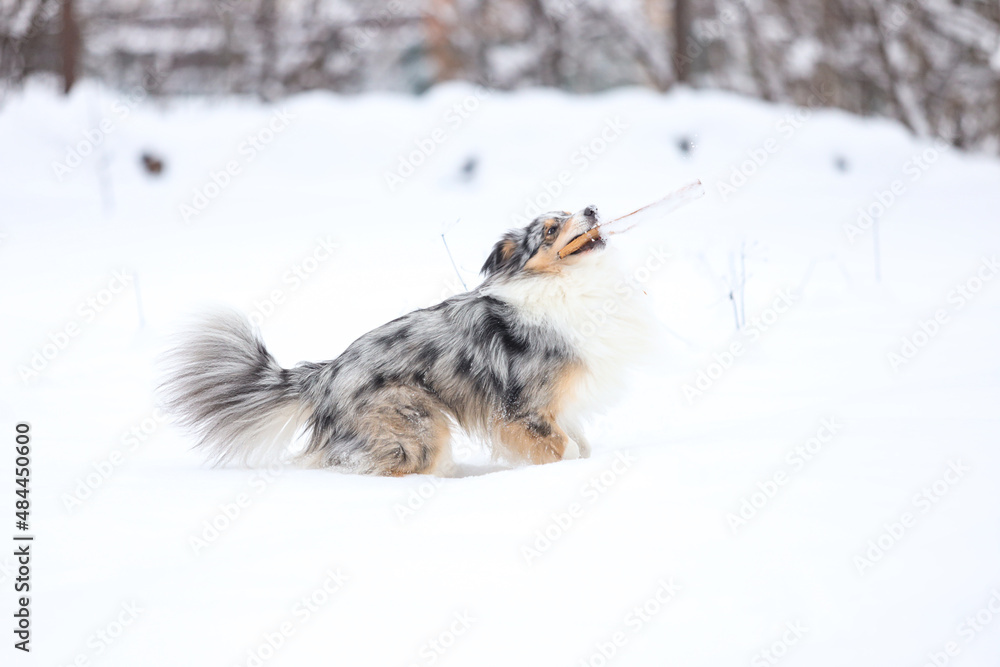 Beautiful blue merle boy dog standing in winter wonderland snow.
