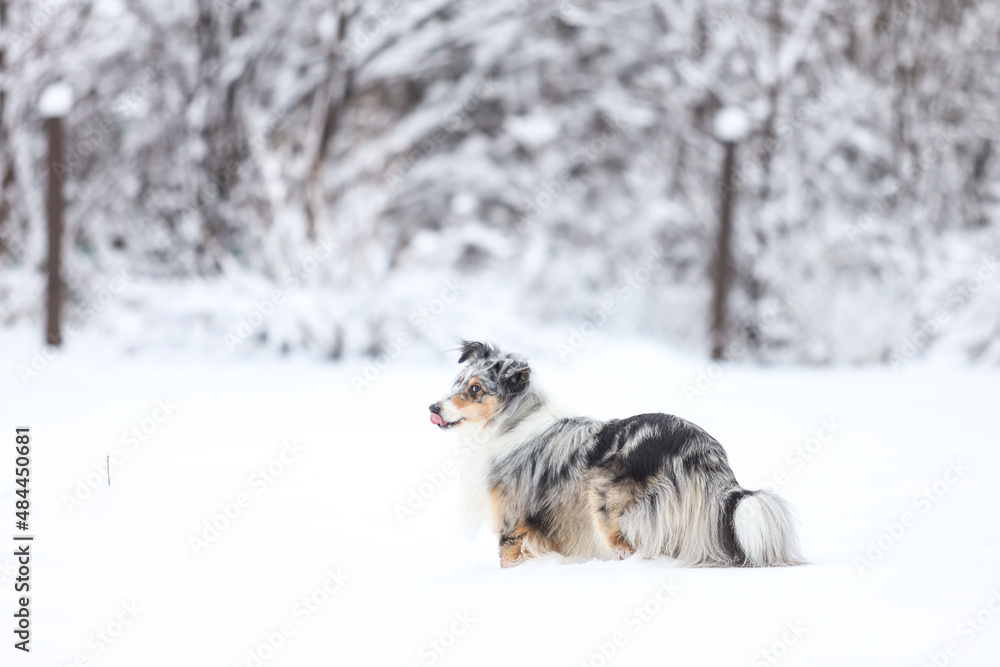 Beautiful blue merle boy dog standing in winter wonderland snow. Beautiful blue merle boy dog standing in winter wonderland snow.