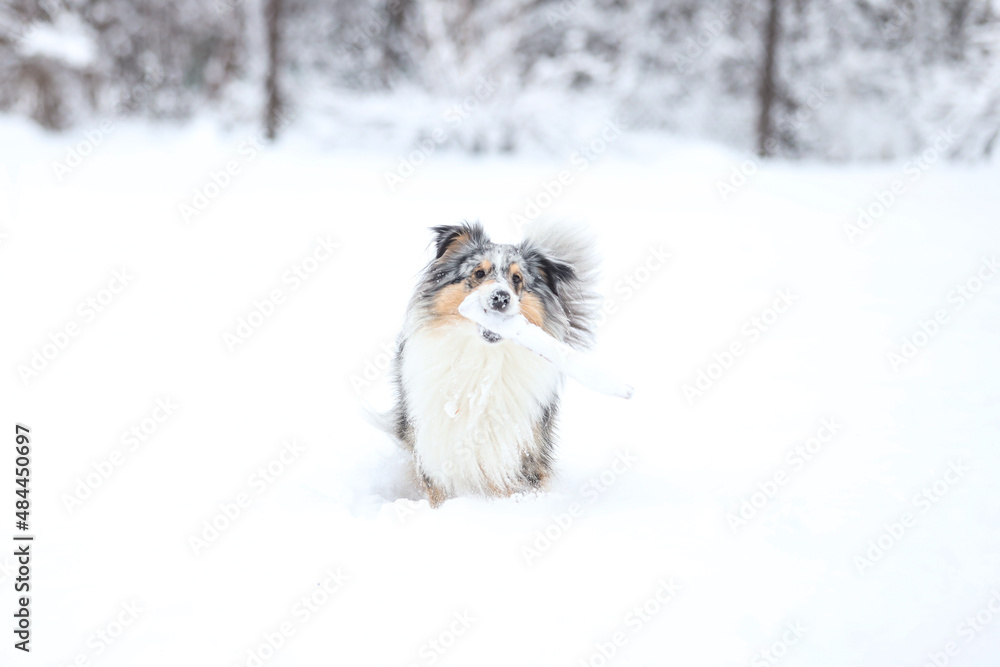 Blue merle shetland sheepdog standing with small wood stick in mouth.