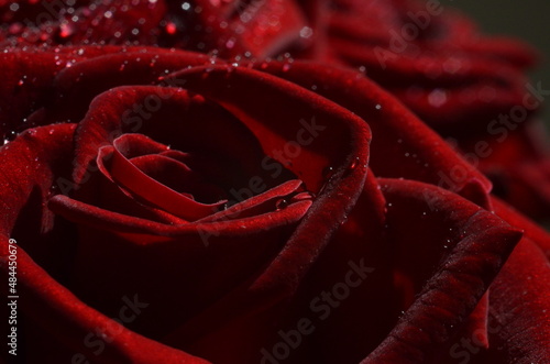 Red rose with water drops closeup