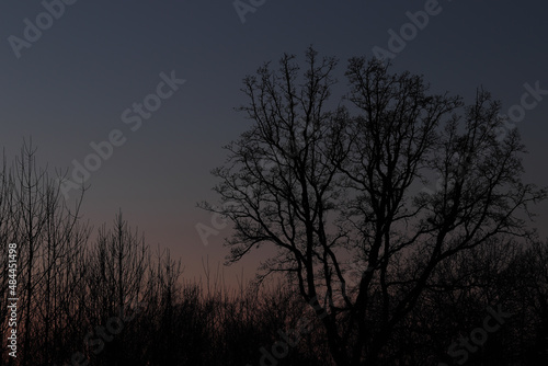 coucher de soleil derrière des silhouettes d'arbres sans feuille