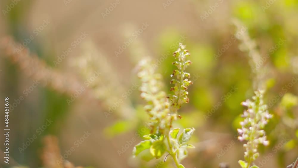 Closeup shot of flowers of Tulsi plant. Leaves and flowers of Ocimum sanctum are used for Ayurvedic medicines Closeup shot of flowers of Tulsi plant. Leaves and flowers of Ocimum sanctum are used for Ayurvedic medicines