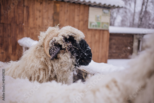 Sheep in snowy winter farm. Animal farm life. Cod snowy winter