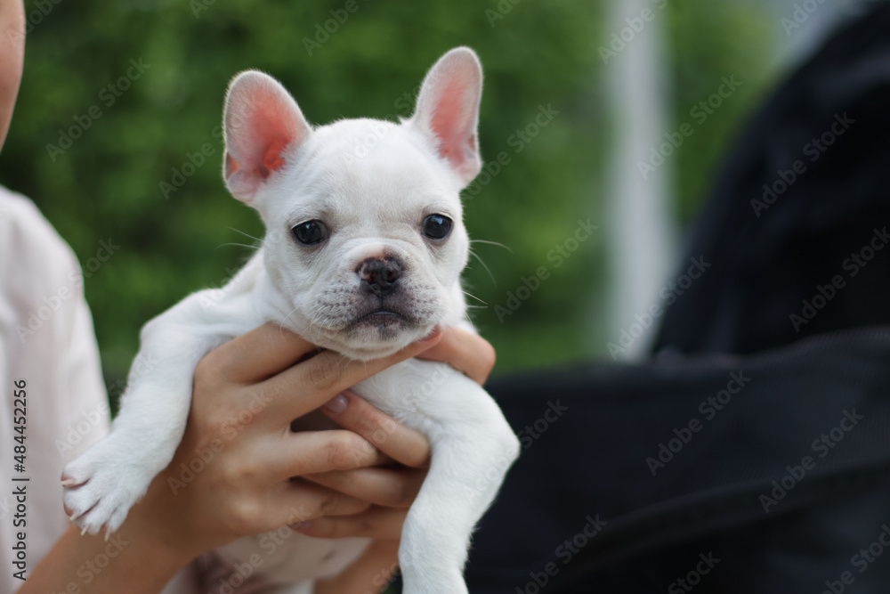 White French Bulldog hold by its owner. The dog looking to the camera.