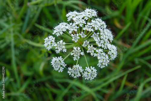 Poison hemlock white flowers