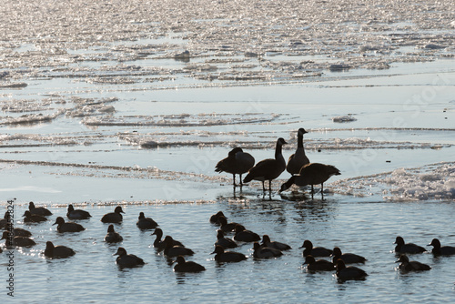 ducks and geese silhouettes on a frozen lake