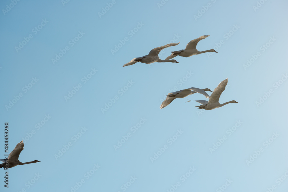 swans in flight swans in flight