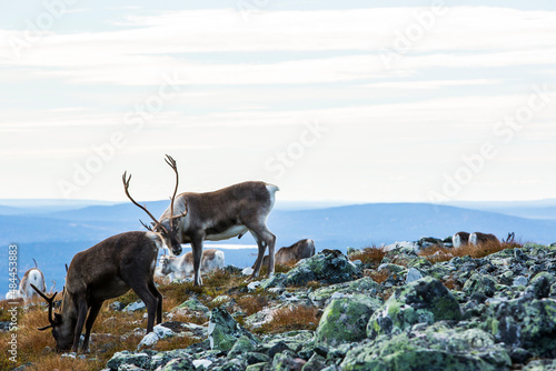 Reindeers in Yllas Pallastunturi National Park, Lapland, northern Finland © Alberto Gonzalez 