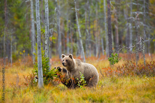 Brown bear in Kuusamo, Lapland, Finland photo