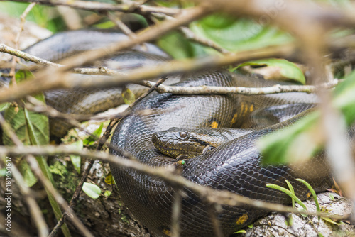 Photos Wild anaconda sunbathing on a branch in the amazon rainforest