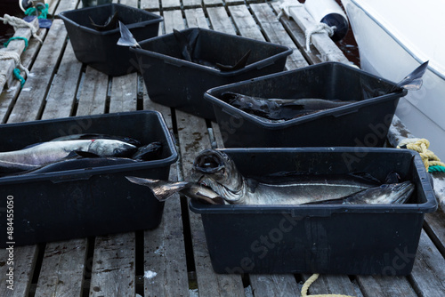Wallpaper Mural Closeup of freshly caught Atlantic cods. Freshly caught fish. Fishing in Norway. Torontodigital.ca