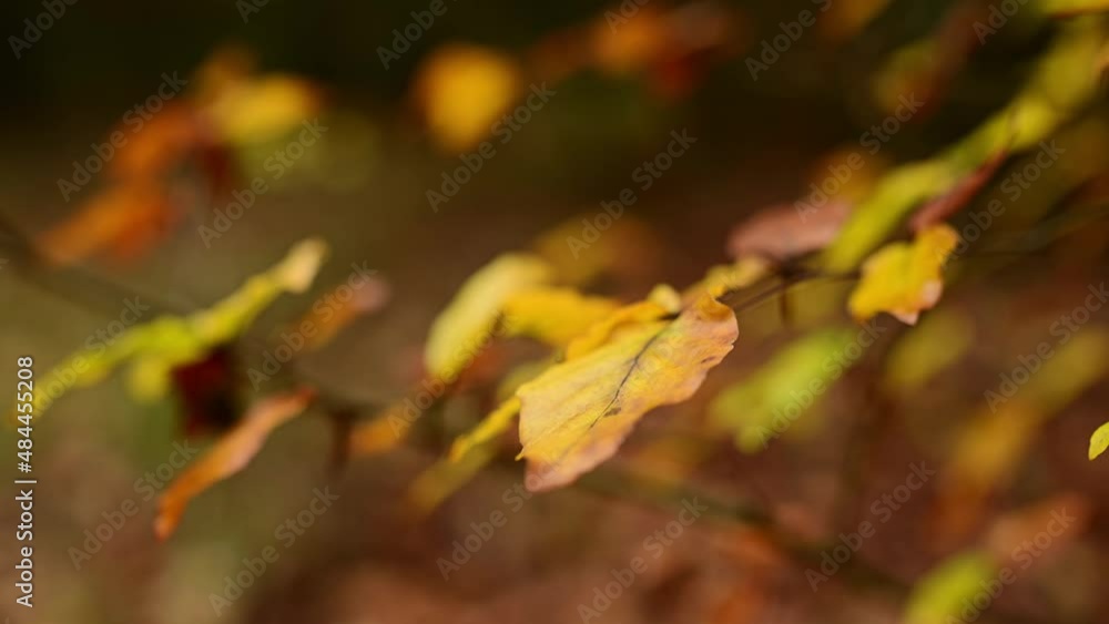 Beech branch with autumn leaves, close-up with shallow depth of field, soft bokeh, emsland, lower saxony, (fagus sylvatica), germany Beech branch with autumn leaves, close-up with shallow depth of field, soft bokeh, emsland, lower saxony, (fagus sylvatica), germany