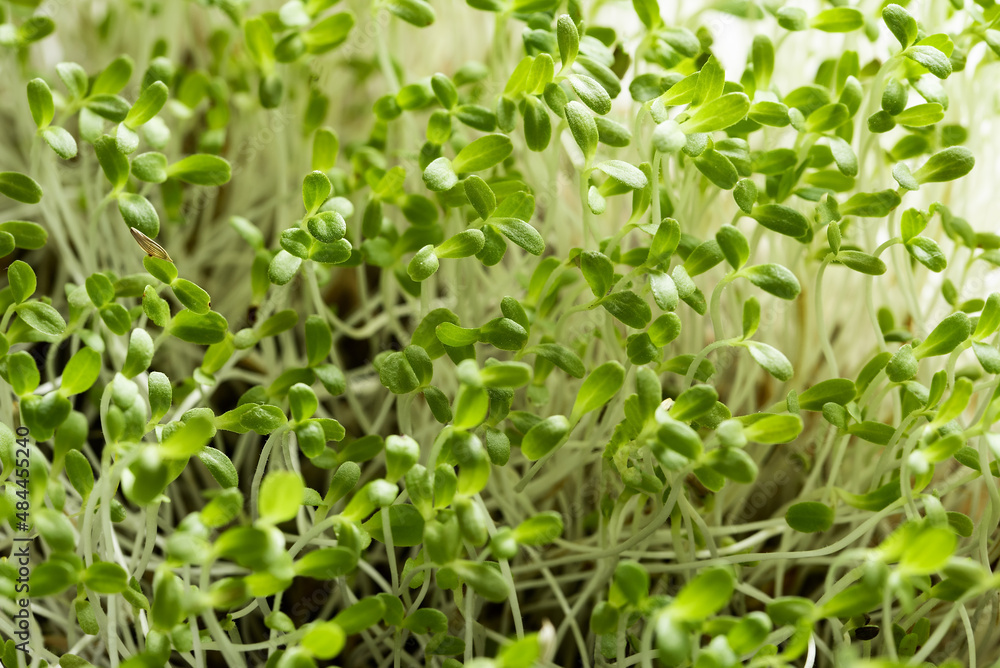 microgreen Foliage Background. mix of salad sprout vegetables germinated from high quality organic plant seed. microgreens growing indoor. selective focus. copyspace. defocused background microgreen Foliage Background. mix of salad sprout vegetables germinated from high quality organic plant seed. microgreens growing indoor. selective focus. copyspace. defocused background