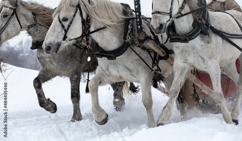 The traditional Russian troika of horses is harnessed in a sleigh. Three Horses run across a snowy field.