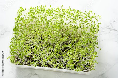 microgreen Foliage Background. mix of salad sprout vegetables germinated from high quality organic plant seed. microgreens growing indoor. selective focus. copyspace. defocused background