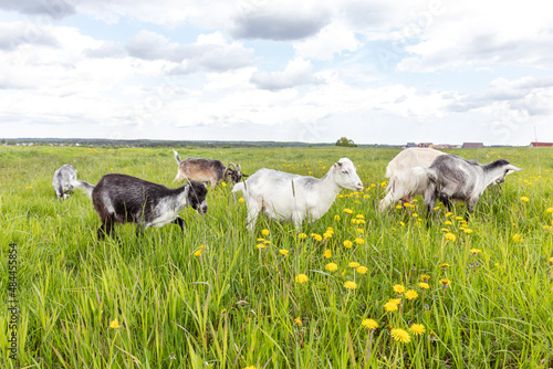 Cute free range goatling on organic natural eco animal farm freely grazing in meadow background. Domestic goat graze chewing in pasture. Modern animal livestock, ecological farming. Animal rights