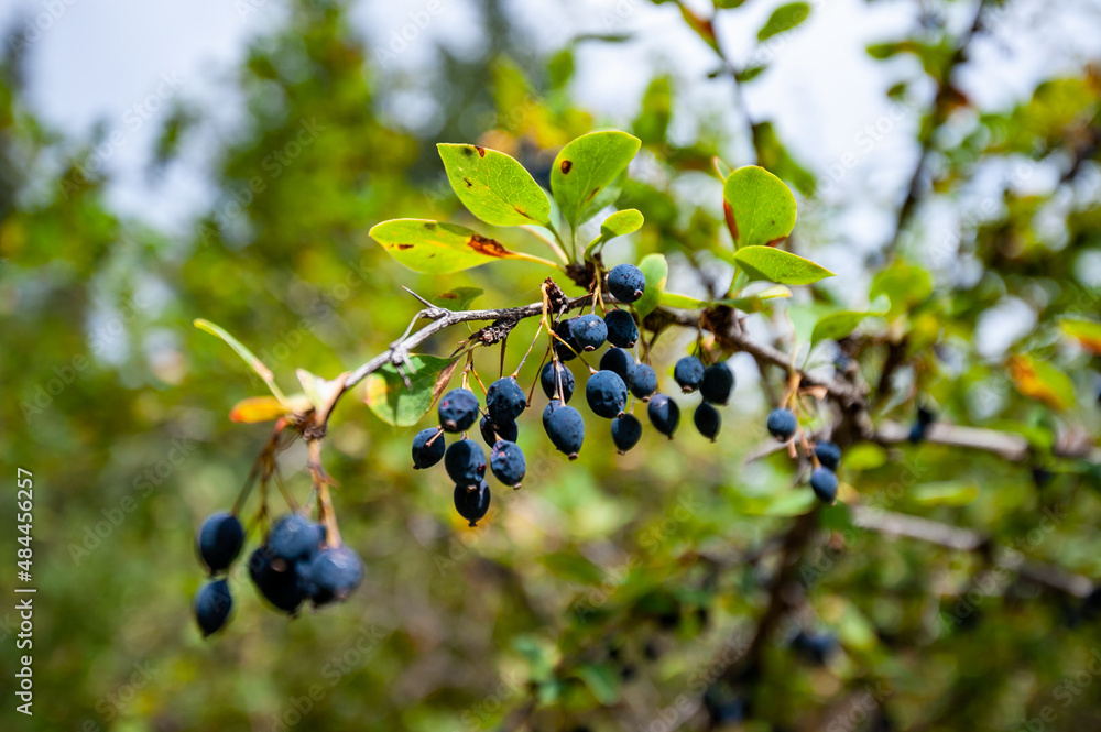 Close up of branch of ripe Blackthorns (Prunus spinosa). Sloe overripe and dry berries with green leafs in garden. Autumn fruits of blackthorn. Close up of branch of ripe Blackthorns (Prunus spinosa). Sloe overripe and dry berries with green leafs in garden. Autumn fruits of blackthorn.