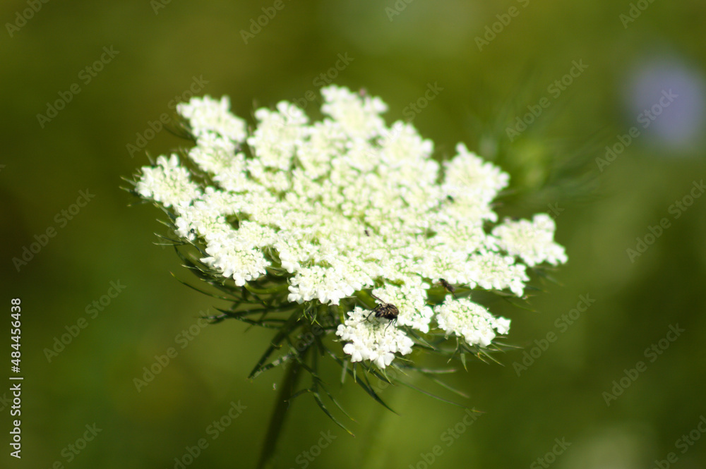 Wild carrot in bloom closeup view with blurred green plants on background Wild carrot in bloom closeup view with blurred green plants on background