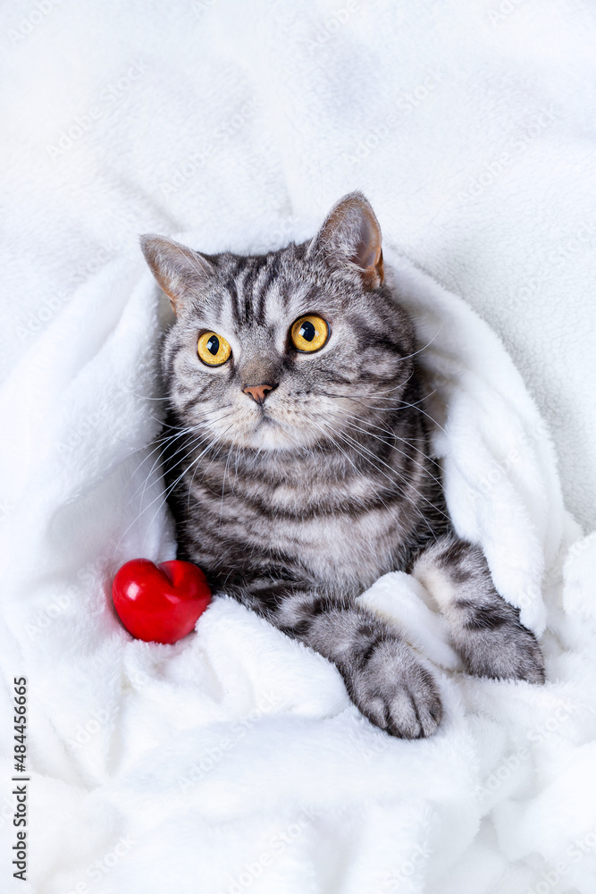 Fototapeta premium Funny scottish striped cat with beautiful eyes lying under the blanket. The figurine of the heart lies nearby. Animal love concept.