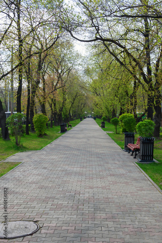 Green alley in the city. Empty benches. Summer, day