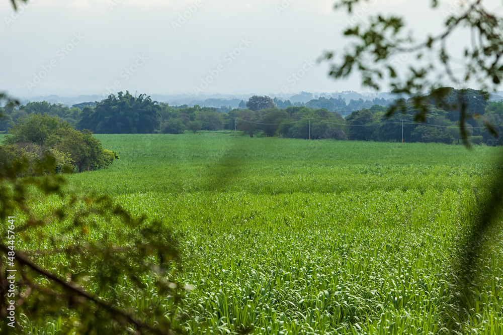 Obraz premium Valle del Cauca (Colombia)