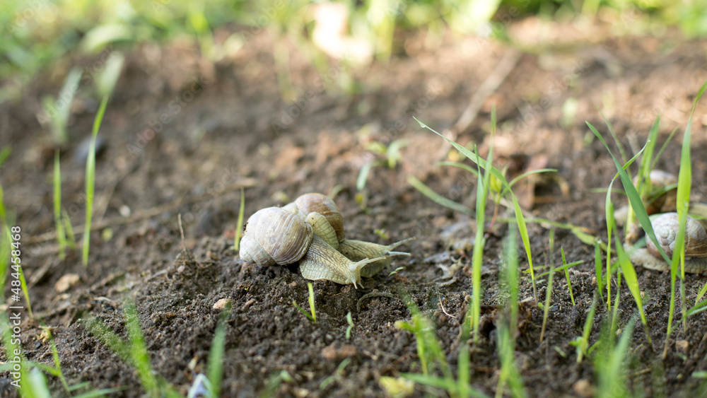 Snails in an early spring morning looking for moisture and nutrition Snails in an early spring morning looking for moisture and nutrition