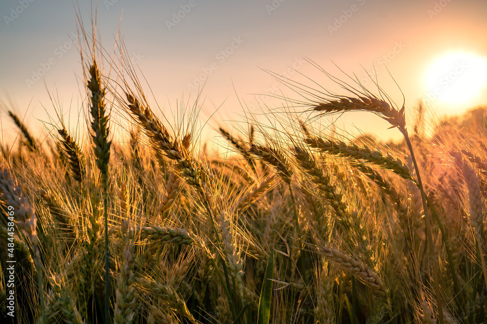 Wheat field. Close up of golden wheat ears. Beautiful rural Nature Sunset Landscape. Background of ripening ears of wheat field. Rich Harvest Concept. Label art design